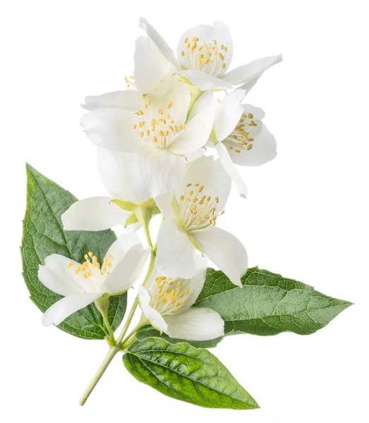 Blooming jasmine flowers isolated on white. — Stock Photo, Image