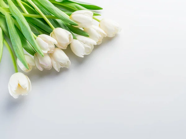 Witte tedere tulpen op witte achtergrond. — Stockfoto