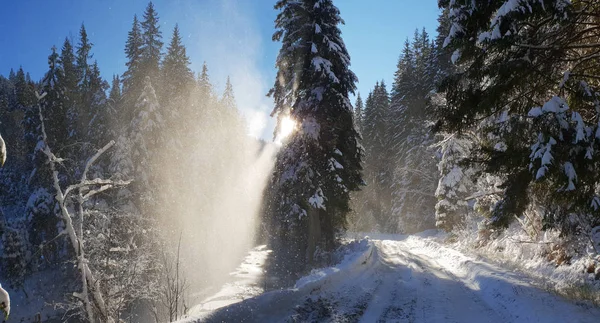 Hermoso paisaje de invierno. abetos verdes cubiertos de nieve en el —  Fotos de Stock