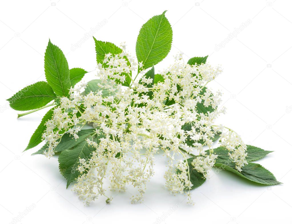 Elderberry inflorescence on white background.