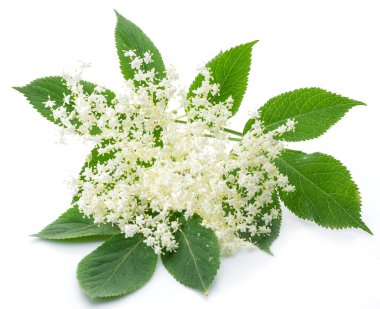 Beyaz arka planda mürver çiçeklenme.