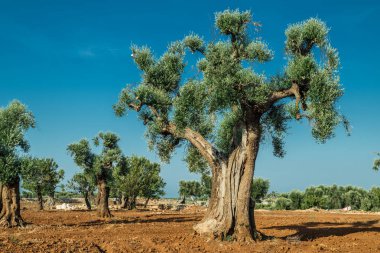 Ön planda Akdeniz zeytin Tarlası ve eski bir zeytin ağacı