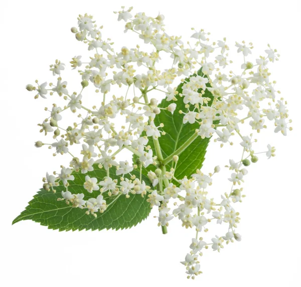 Elderberry inflorescence on white background. — Stock Photo, Image