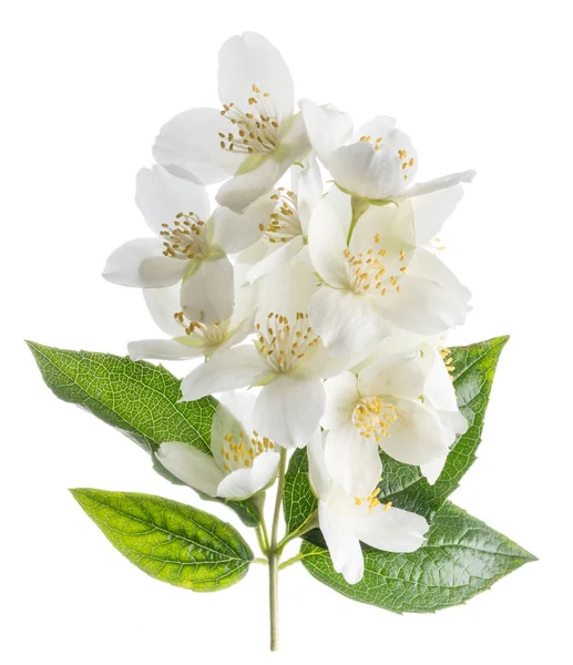 Blooming jasmine flowers isolated on white. — Stock Photo, Image