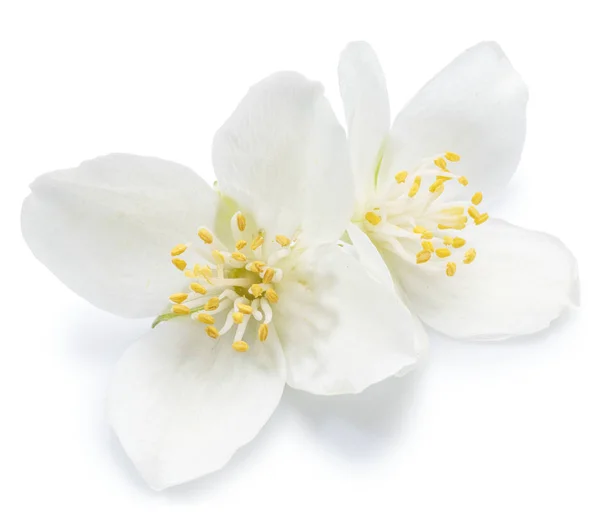 Tender jasmine flowers on white background. Clipping path. — Stock Photo, Image