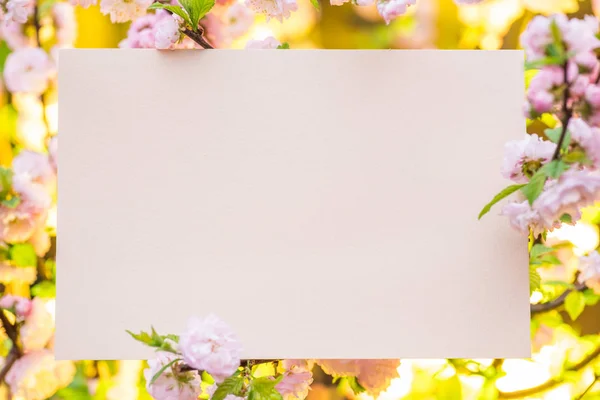 Papel rosa em branco entre ramos de amêndoa floridos em flor. P — Fotografia de Stock