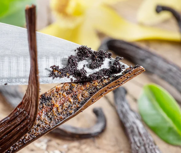 Torkad vanilj frukt och vanilj orkidé på träbord. — Stockfoto