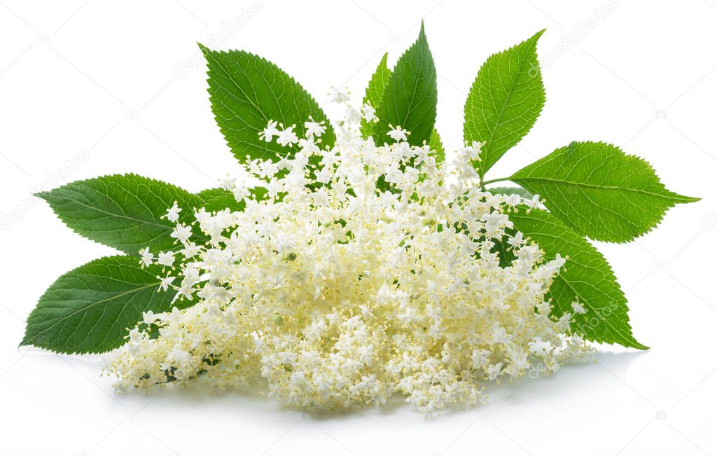 Elderberry inflorescence on white background.