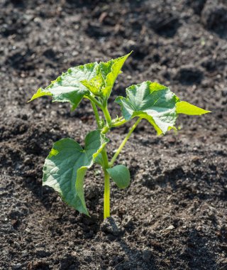 Topraktaki genç salatalık bitkisi. Close.