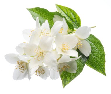 Beyaz izole yasemin çiçekleri blooming.