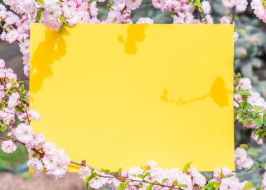 Kağıt çiçek çiçeklenme badem şubeleri arasında boş. Pembe f