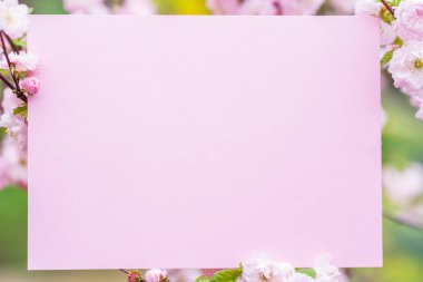 Kağıt çiçek çiçeklenme badem şubeleri arasında boş. Pembe f