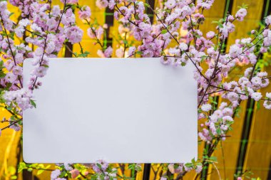 Kağıt çiçek çiçeklenme badem şubeleri arasında boş. Pembe f