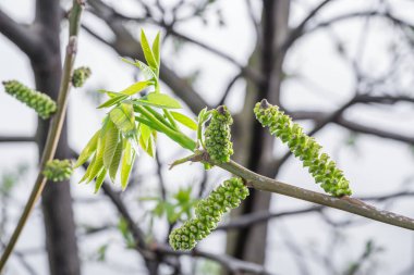 Ceviz ağacının taze yaprakları yakın plan. Bahar arkaplanı.