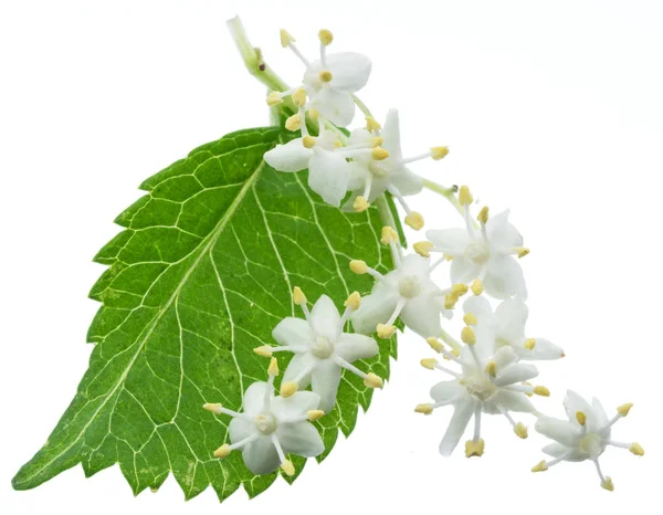 Elderberry inflorescence on white background. — Stock Photo, Image