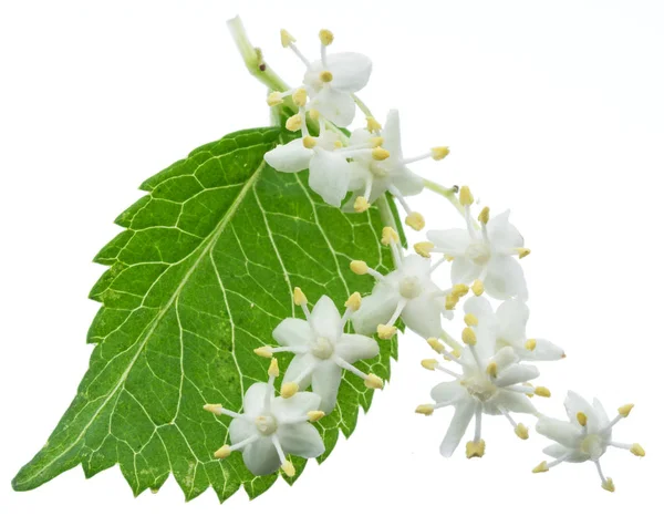 Inflorescencia de saúco sobre fondo blanco . —  Fotos de Stock