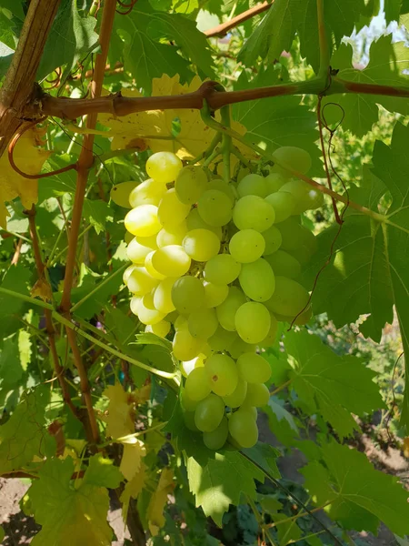 Weiße Tafeltrauben am Weinstock im Sonnenlicht. — Stockfoto