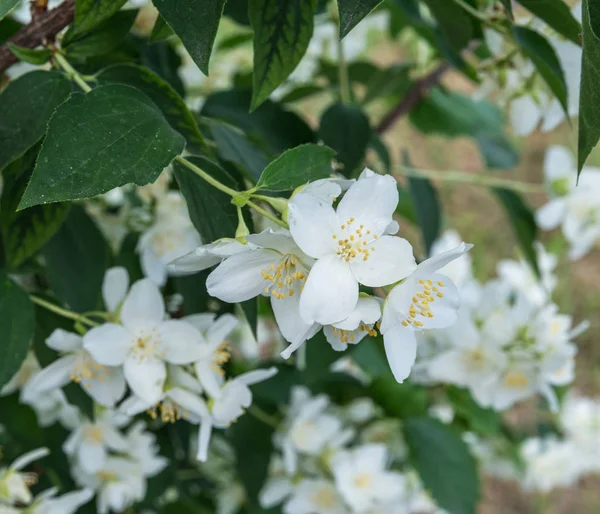 Blooming jasmine shrub. Tender jasmine flowers between green lea — Stock Photo, Image