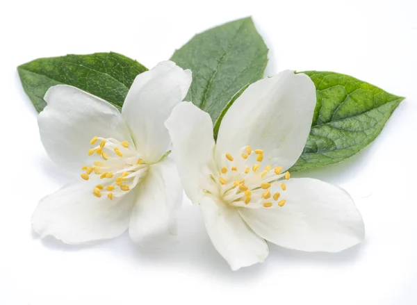 Blooming jasmine flowers isolated on white. — Stock Photo, Image