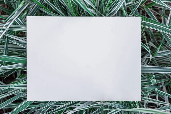 Papel en blanco sobre la hierba verde. Hierba verde como marco . — Foto de Stock