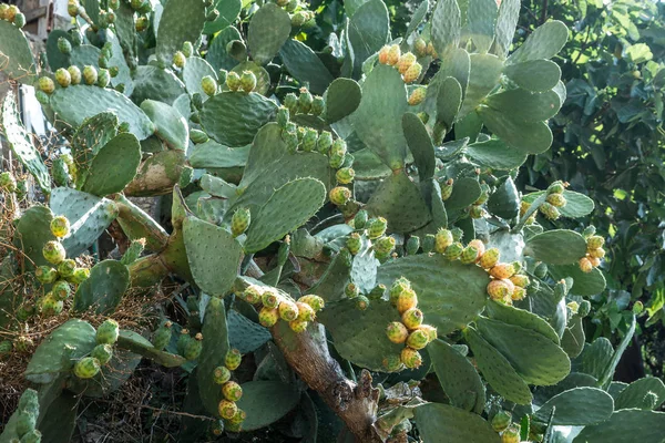 Opuntia fruit or prickly pear fruit in nature. — Stock Photo, Image