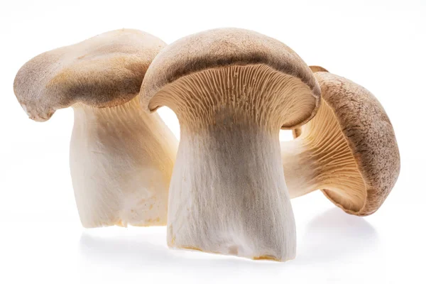 Re Oyster funghi isolati su sfondo bianco. — Foto Stock