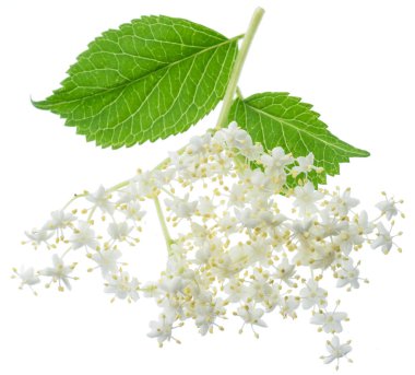 Beyaz arka planda mürver çiçeklenme.