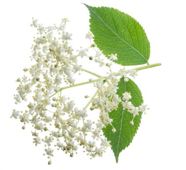 Beyaz arka planda mürver çiçeklenme.