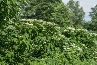 Mürver ağacı çiçeği içinde. Doğa arka plan.