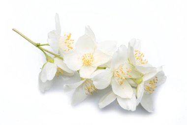 Beyaz arka planda izole yasemin çiçekleri blooming.