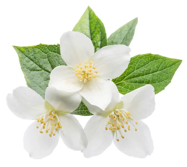 Blommande jasmin gren isolerad på vitt. — Stockfoto