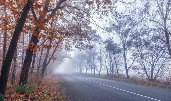 Туманна осіння дорога. Падають дерева з апельсиновим і червоним листям. Природа — стокове фото