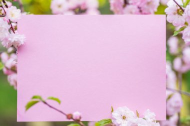 Kağıt çiçek çiçeklenme badem şubeleri arasında boş. Pembe f