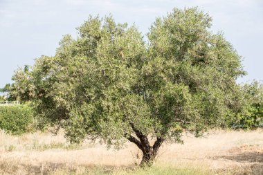 zeytin ağaçları Bahçe.