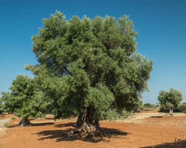 Ön planda Akdeniz zeytin Tarlası ve eski bir zeytin ağacı