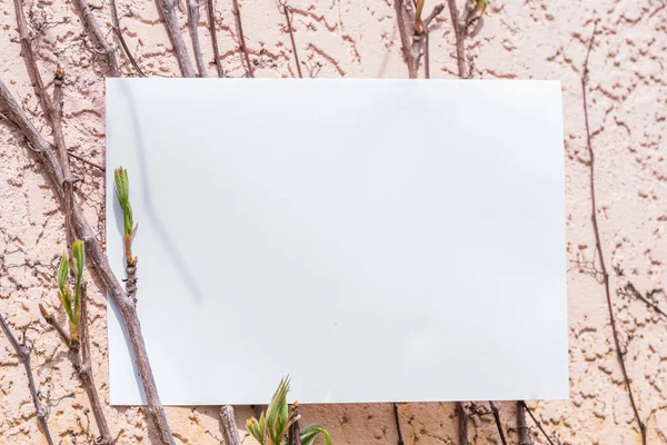 Paper blank between grape vines. Pink stucco wall at the backgro — Stock Photo, Image