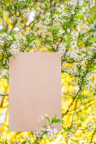 Papel em branco entre ramos de cereja em flor. Verde colorido a — Fotografia de Stock