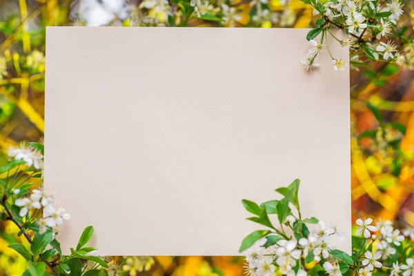 Papel em branco entre ramos de cereja em flor . — Fotografia de Stock