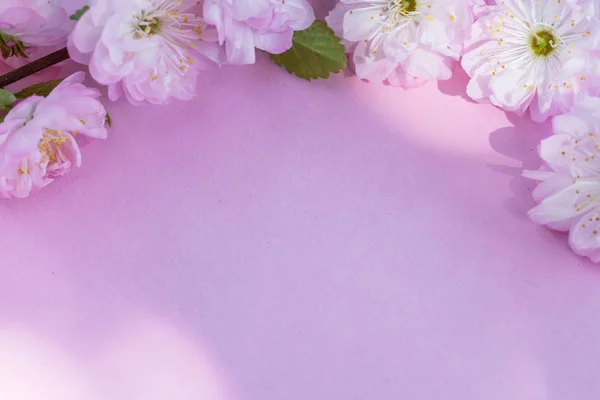 Violet paper blank and beautiful flowers of almond plant on it. — Stock Photo, Image