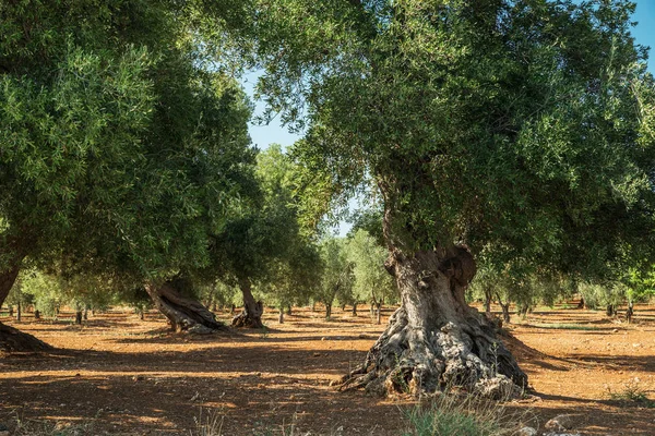 Oliveto mediterraneo e un vecchio olivo in primo piano — Foto Stock