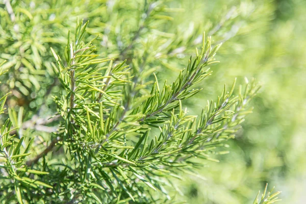 Rosemary herb in the garden. Closeup. — Stock Photo, Image