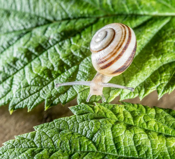 Sneglen på løvet. Makro. – stockfoto