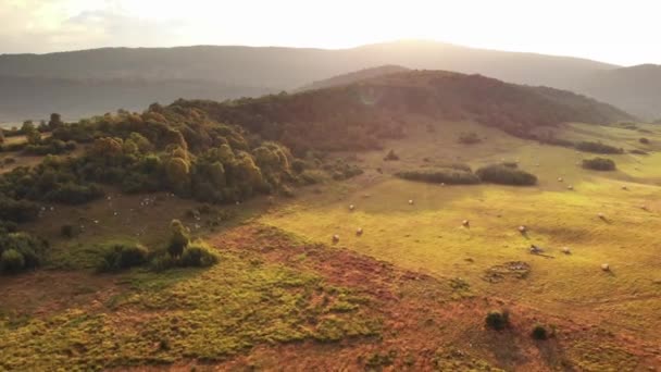 Avondlandschap Met Hooibergen Prachtige Natuur Bovenaanzicht Kroatië Augustus 2019 — Stockvideo