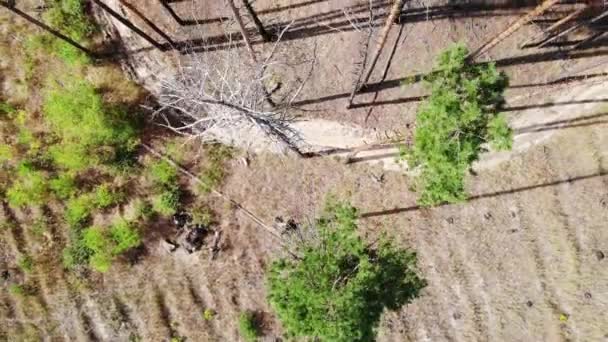 Güneşli Bir Sonbahar Gününde Çam Ormanının Üzerinden Uçmak — Stok video