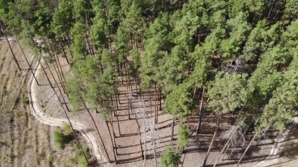 Volo Sopra Una Pineta Una Giornata Sole Autunnale — Video Stock