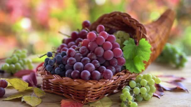 Ripe Bunches Grapes Basket Old Vintage Table Sunny Autumn Background — Stock Video
