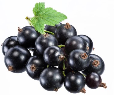 Beyaz arka planda yeşil yapraklı olgun kuşüzümü dalı