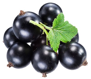 Beyaz arka planda yeşil yapraklı olgun kuşüzümü dalı