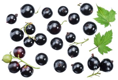 Beyaz arka planda bir sürü siyah frenk üzümü var..