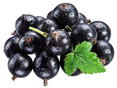 Beyaz arka planda yeşil yapraklı olgun kuşüzümü dalı